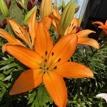 Маленький сад Лилий у моей мамули🤗🌷