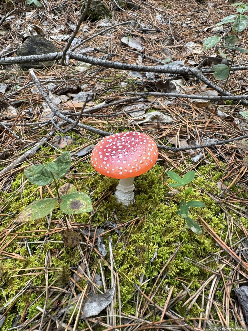 Мои мухаморчики 🍄 — Интересные игрушки и фигурки (разное): редкие (фото 9)