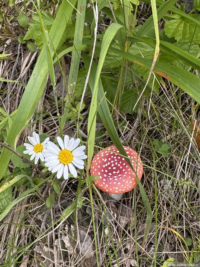 Мои мухаморчики 🍄 — Интересные игрушки и фигурки (разное): редкие (фото 2)