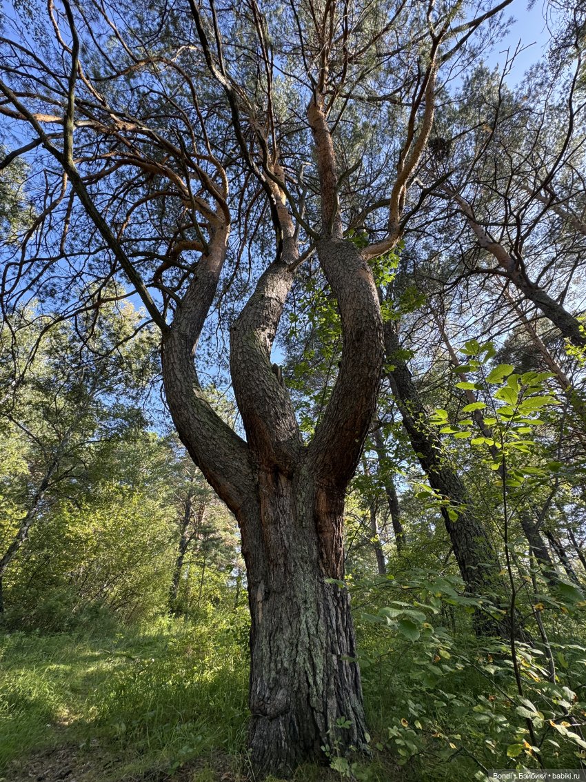 Прогулка с новенькими от studiо uoo в лесу (фото 7)