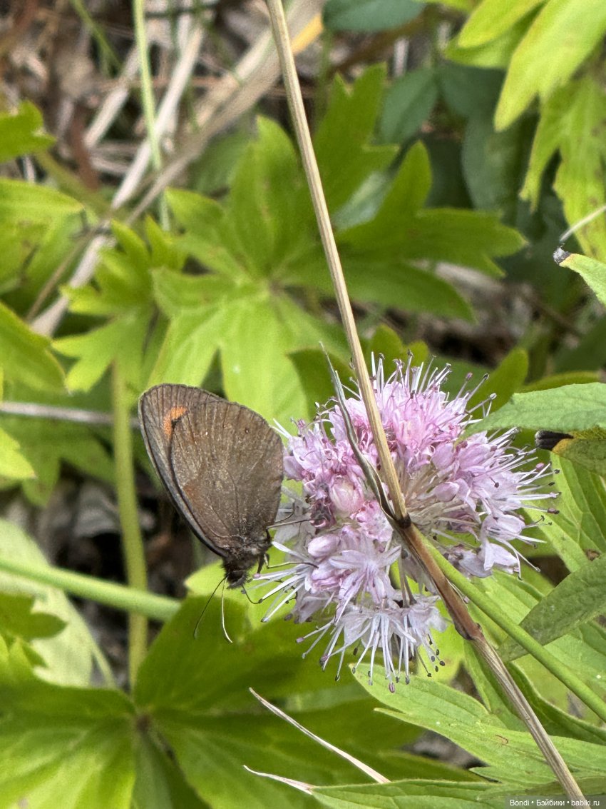 Прогулка с новенькими от studiо uoo в лесу