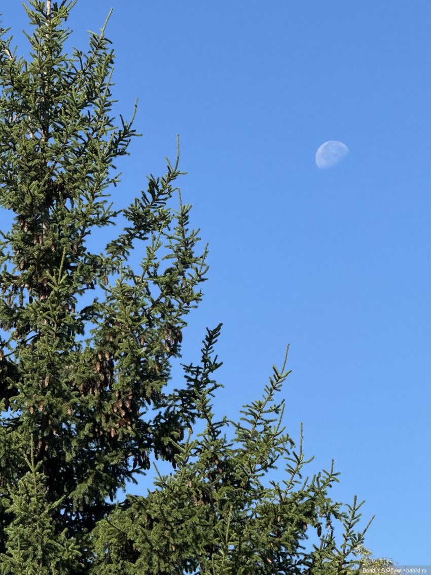 Прогулка с новенькими от studiо uoo в лесу