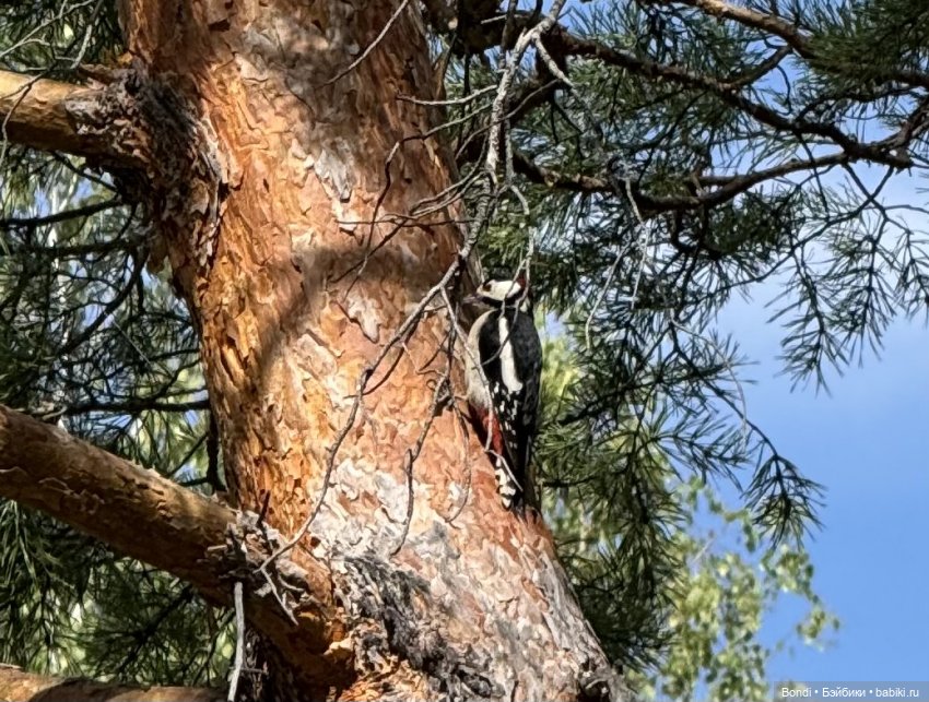 Прогулка с новенькими от studiо uoo в лесу (фото 9)