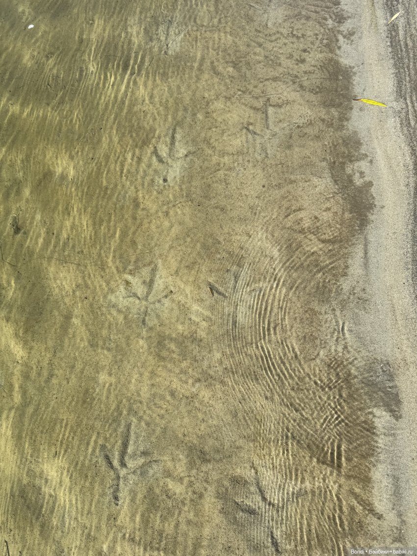 Прогулка с новенькими от studiо uoo в лесу