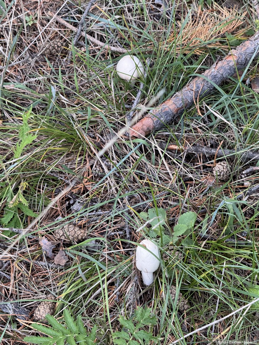 Шпинат и грибной дождь🤪 — Коллекционные фигурки (разное): животные (фото 6)