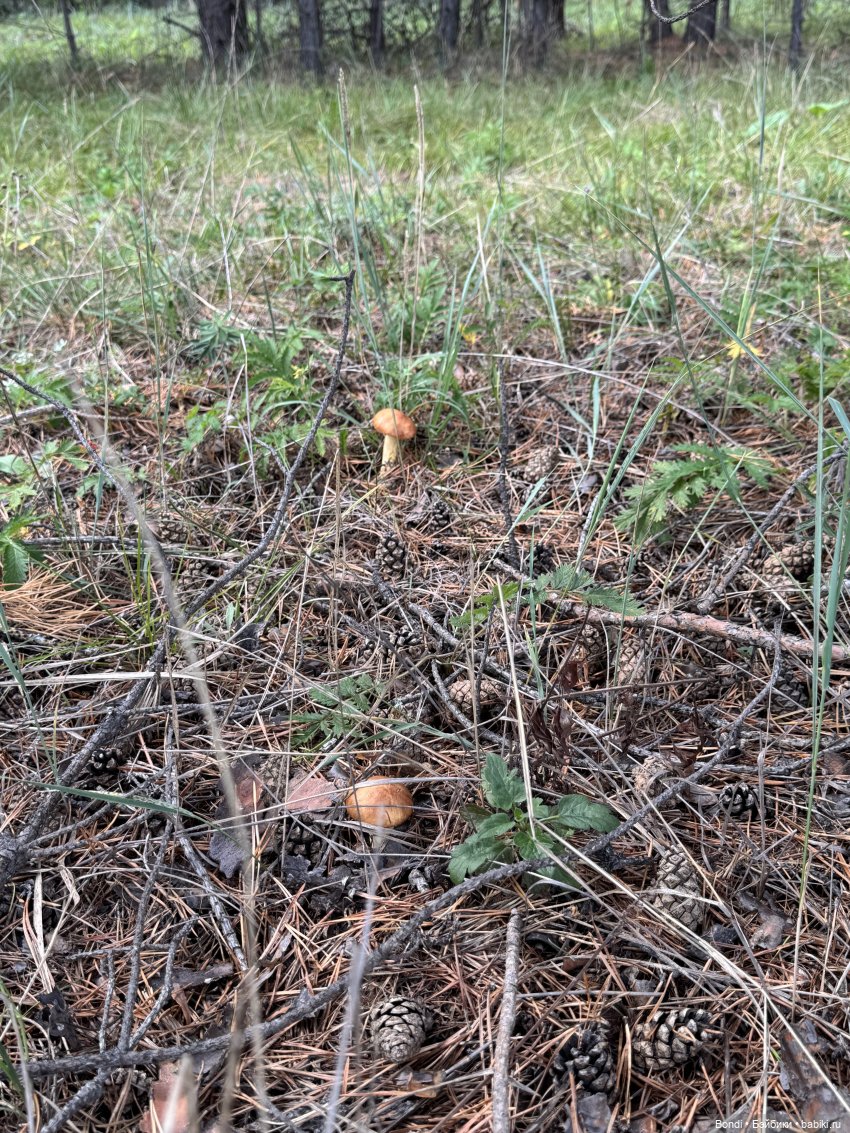 Шпинат и грибной дождь🤪 — Коллекционные фигурки (разное): животные (фото 8)