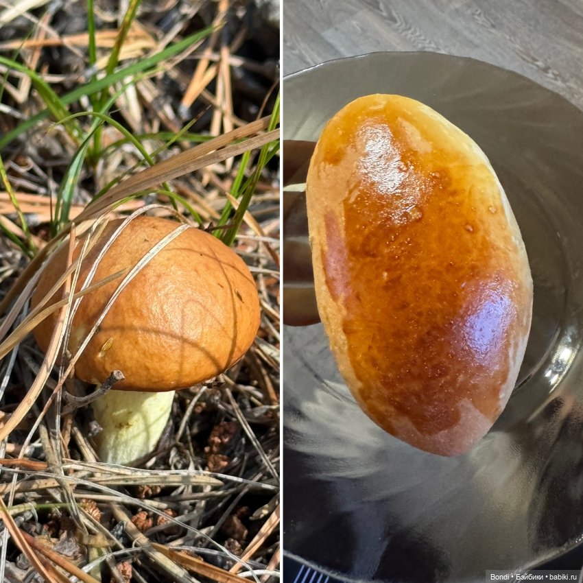 Шпинат и грибной дождь🤪 — Коллекционные фигурки (разное): животные (фото 10)