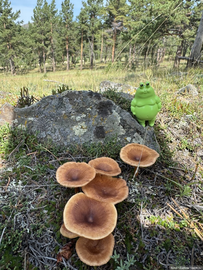 Шпинат и грибной дождь🤪 — Коллекционные фигурки (разное): животные (фото 5)