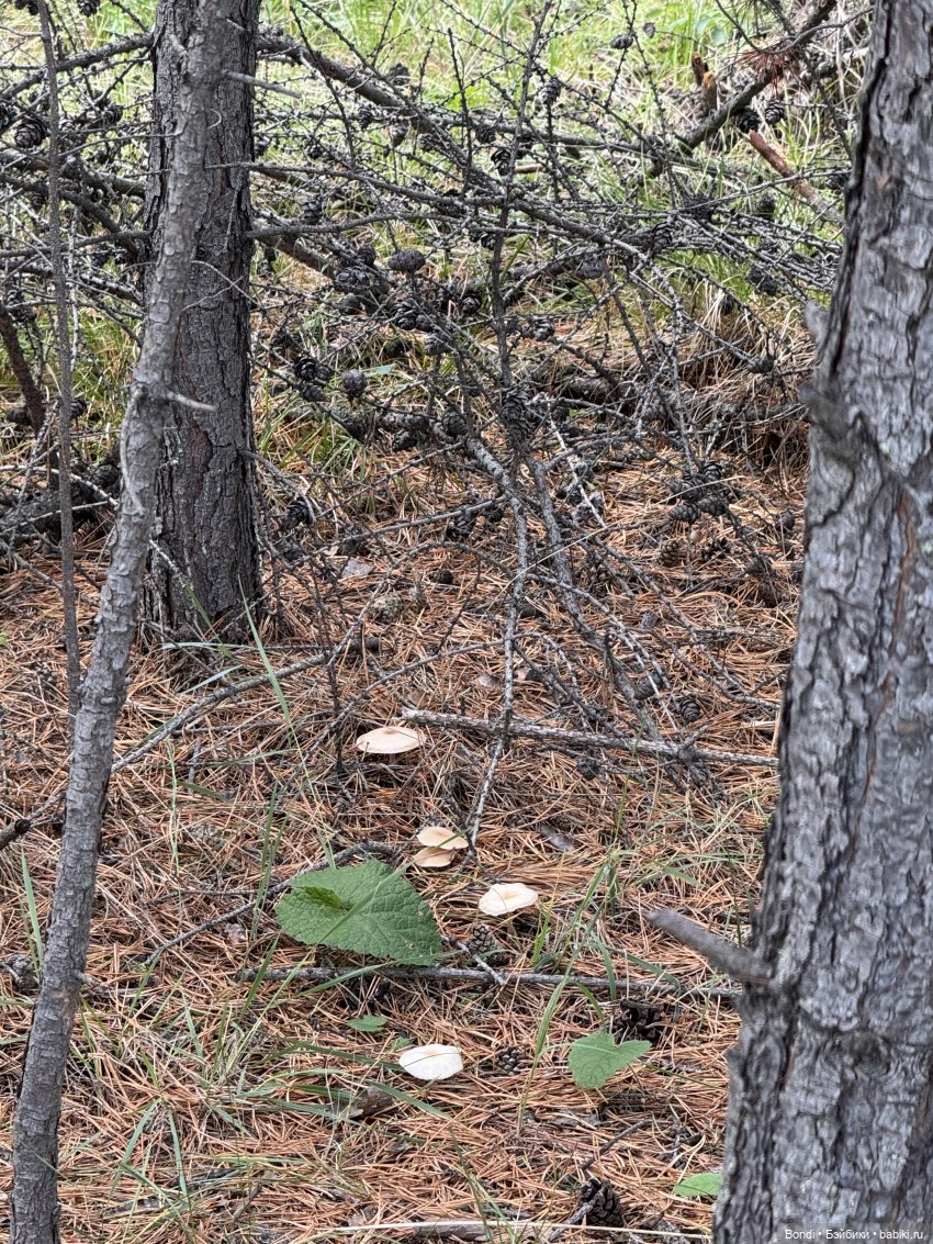 Шпинат и грибной дождь🤪 — Коллекционные фигурки (разное): животные (фото 7)