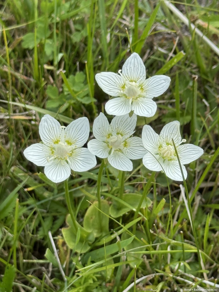 Фото природы около озера Байкал (фото 8)