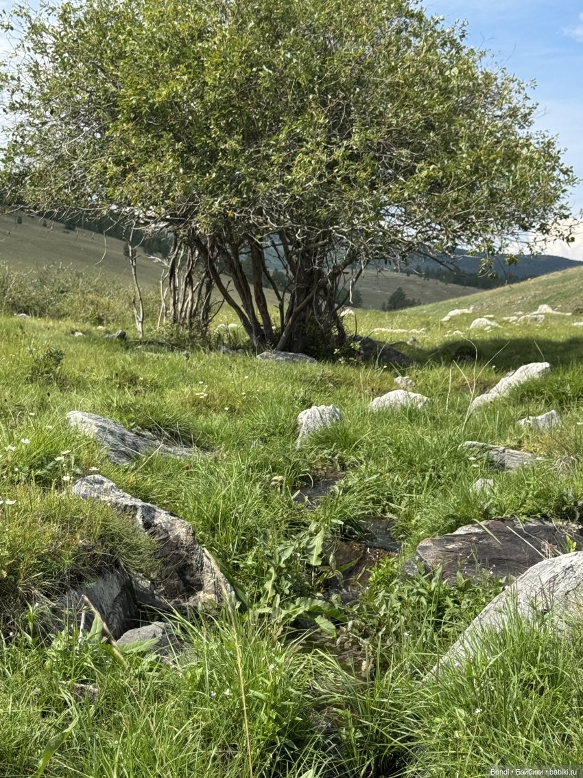 Фото природы около озера Байкал (фото 6)