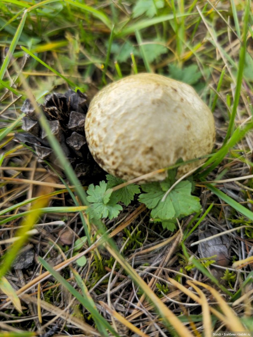 Прогулка на подвесном мосту над рекой Иркут пос.Шаманка (фото 7)