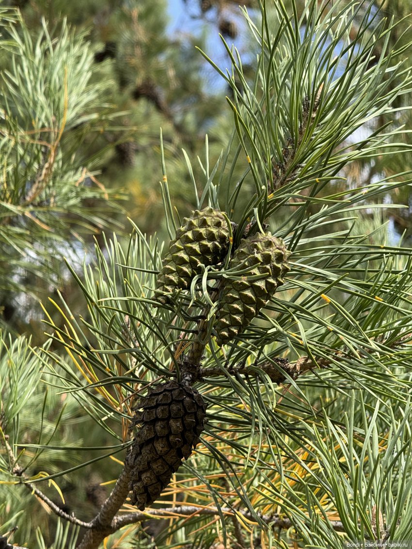 Прогулка на подвесном мосту над рекой Иркут пос.Шаманка