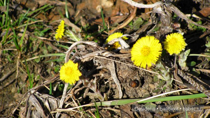 На прогулку и на праздник: новые наряды для Паолочек и Минуш