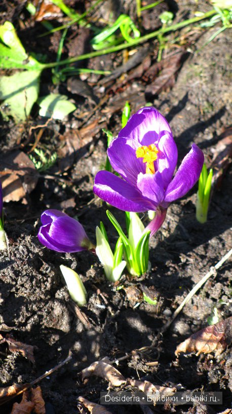 На прогулку и на праздник: новые наряды для Паолочек и Минуш (фото 3)