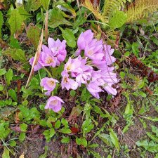 Как удалить на бейбиках черновики