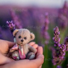 Когда цветет лаванда?