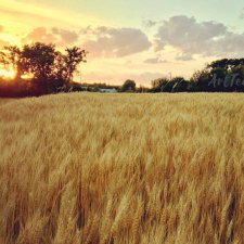 Кто рано встает,  ... ?)