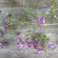 Мои новые клубные куклы от A. Himstedt