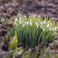 Поздравление с 8 Марта или "Репетиция весны в аптекарском огороде"