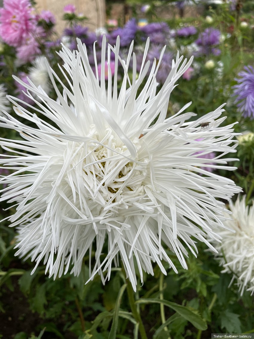 Миша от Ании Щадей и буйство красок в Аптекарском огороде