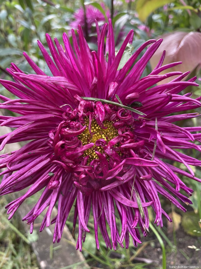 Миша от Ании Щадей и буйство красок в Аптекарском огороде