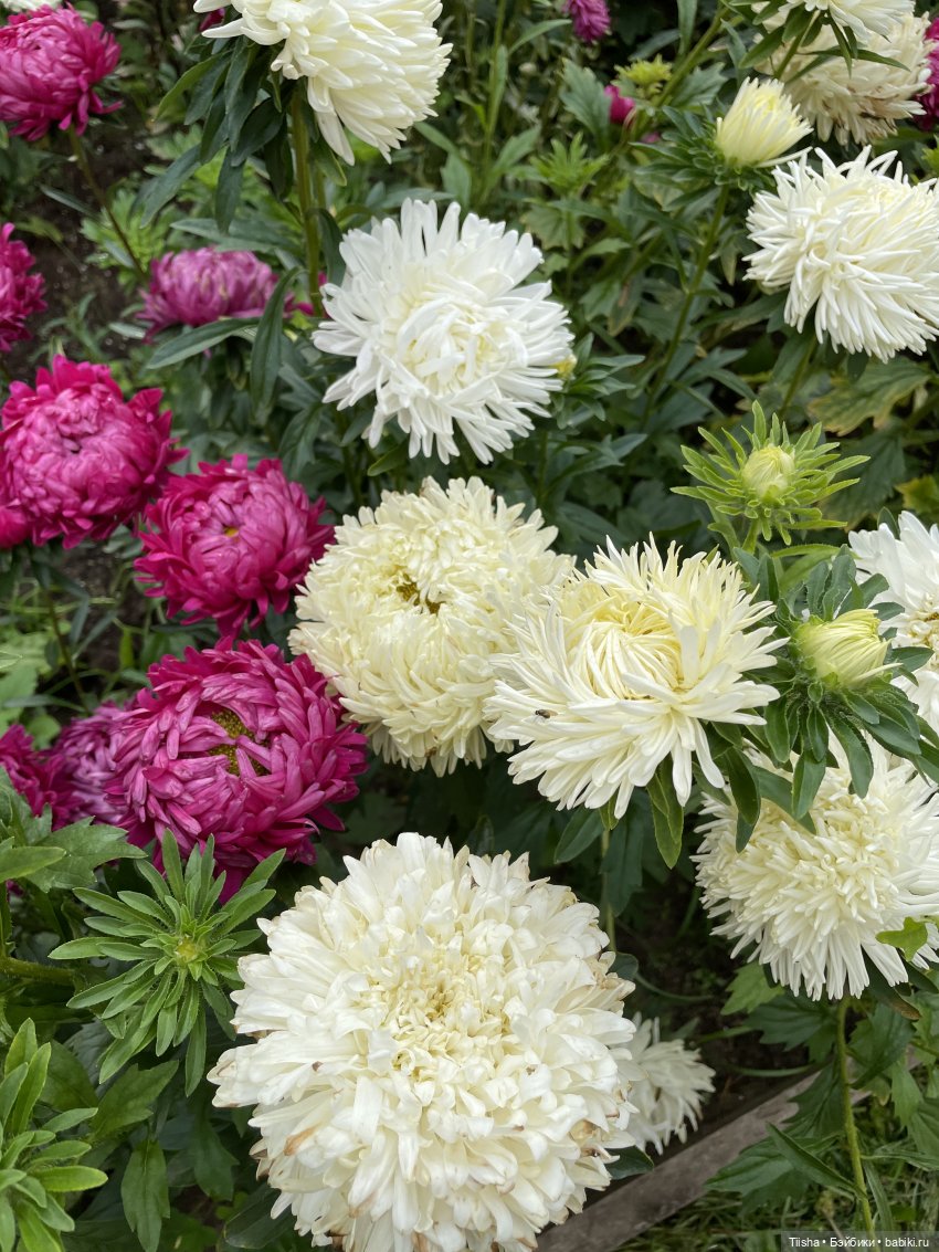 Миша от Ании Щадей и буйство красок в Аптекарском огороде