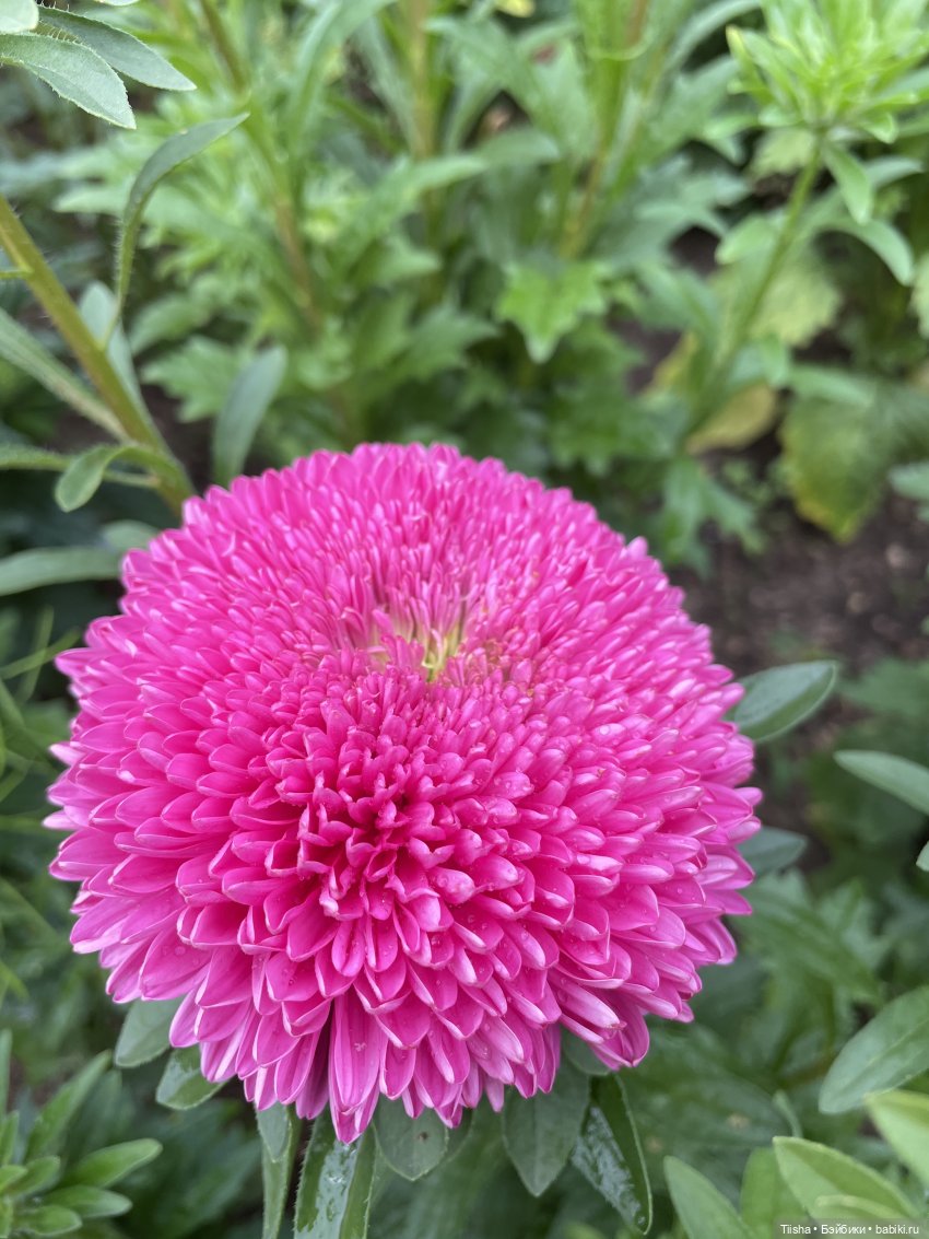 Миша от Ании Щадей и буйство красок в Аптекарском огороде