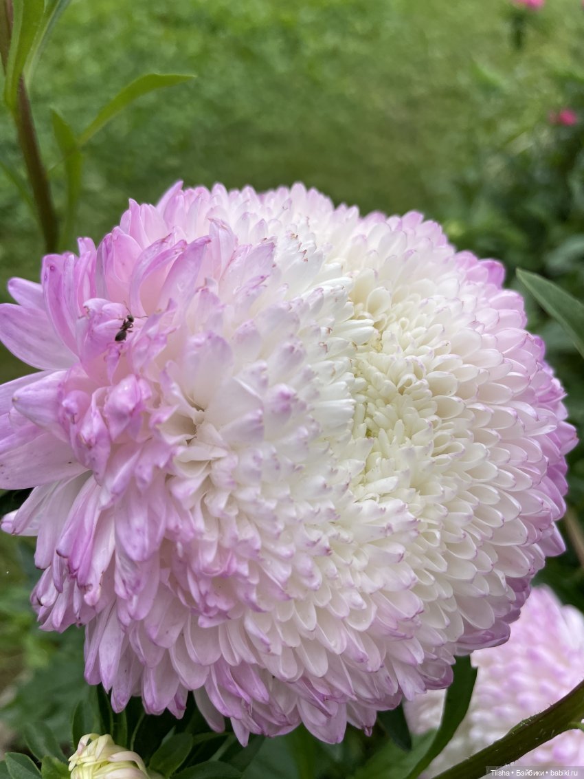 Миша от Ании Щадей и буйство красок в Аптекарском огороде