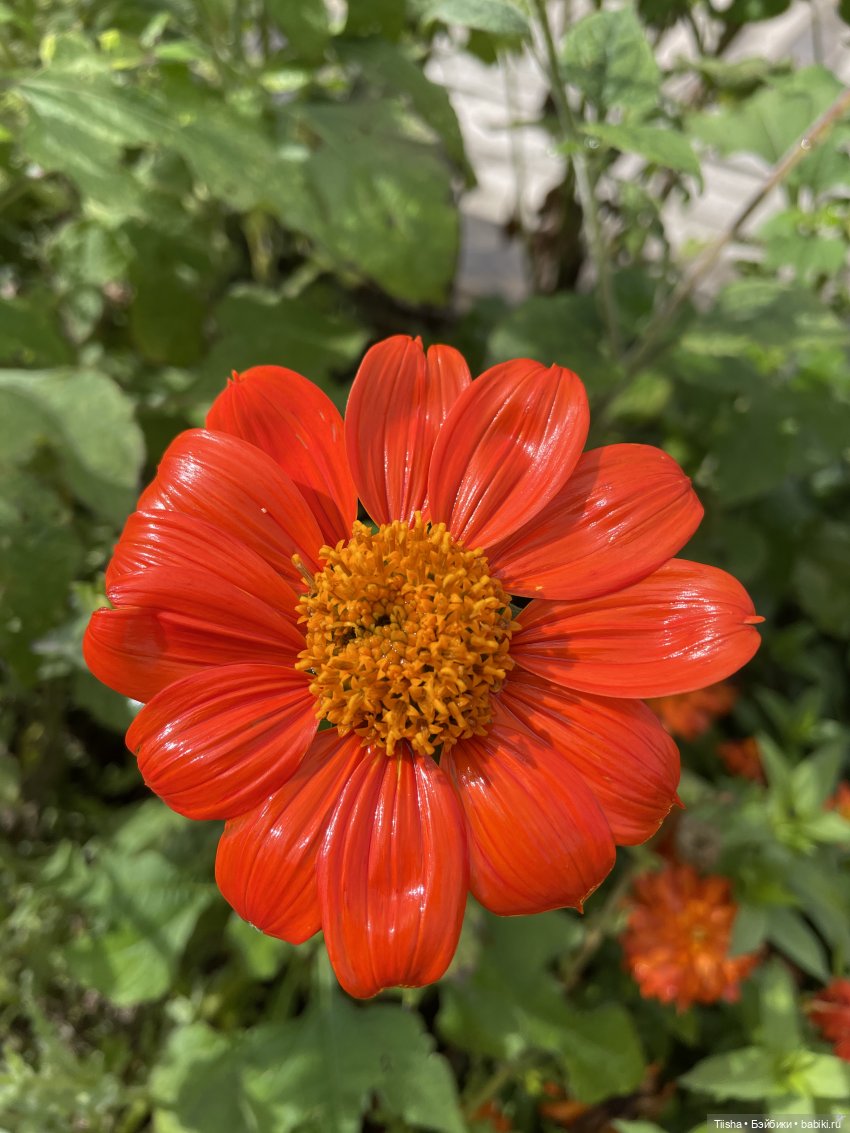 Миша от Ании Щадей и буйство красок в Аптекарском огороде