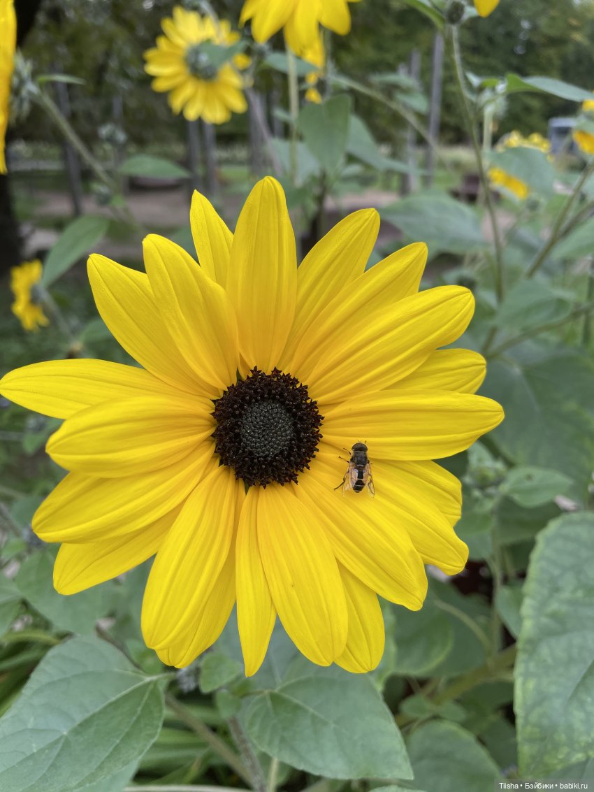 Миша от Ании Щадей и буйство красок в Аптекарском огороде