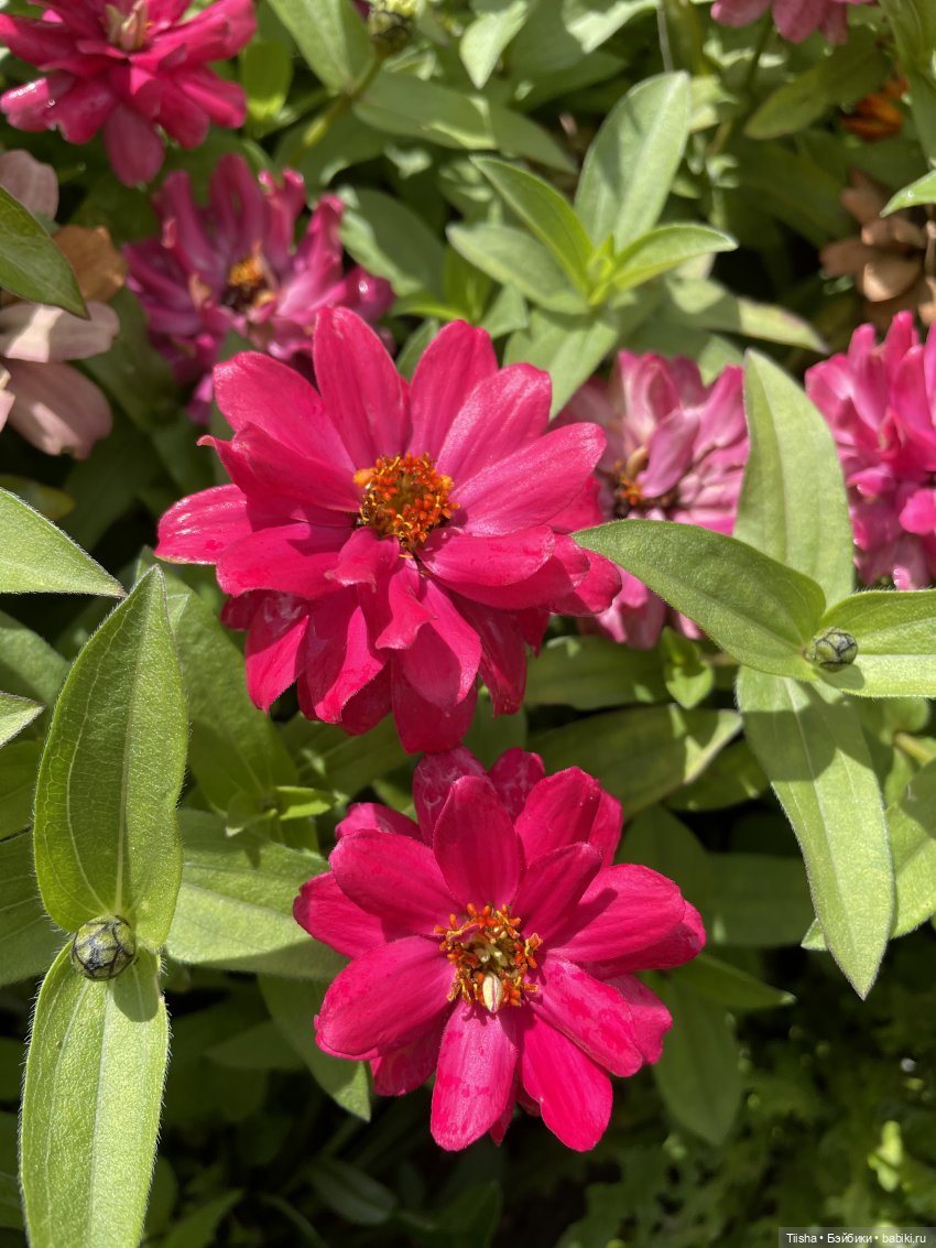 Миша от Ании Щадей и буйство красок в Аптекарском огороде