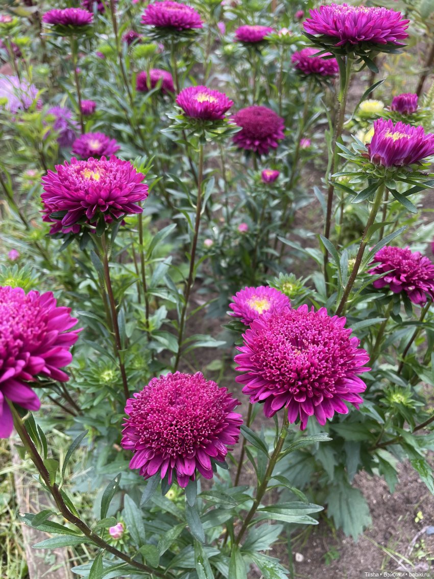 Миша от Ании Щадей и буйство красок в Аптекарском огороде