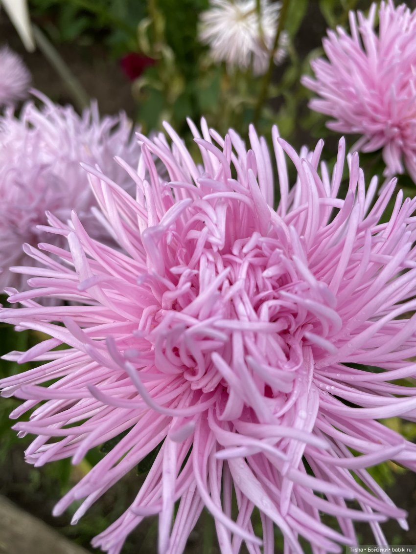 Миша от Ании Щадей и буйство красок в Аптекарском огороде