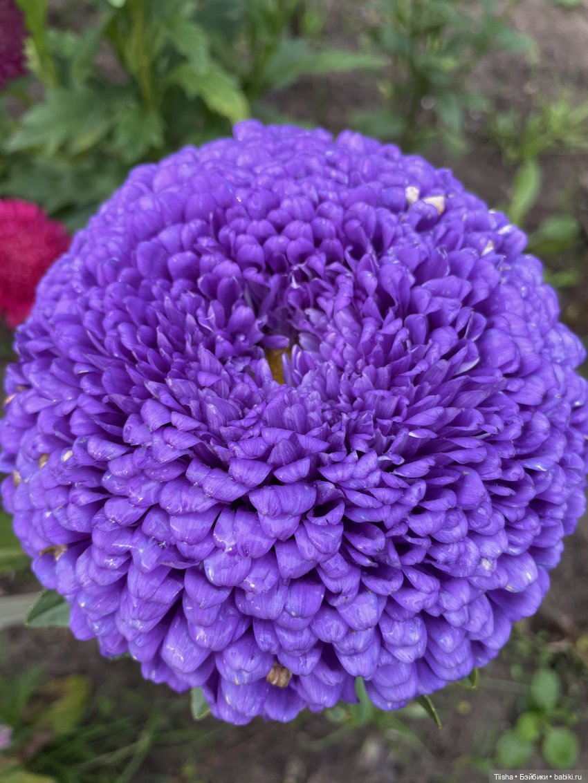 Миша от Ании Щадей и буйство красок в Аптекарском огороде