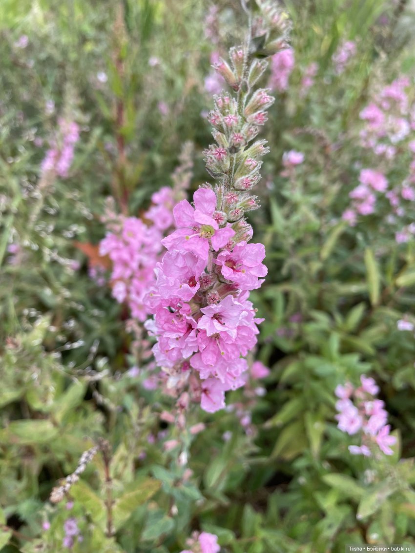Миша от Ании Щадей и буйство красок в Аптекарском огороде