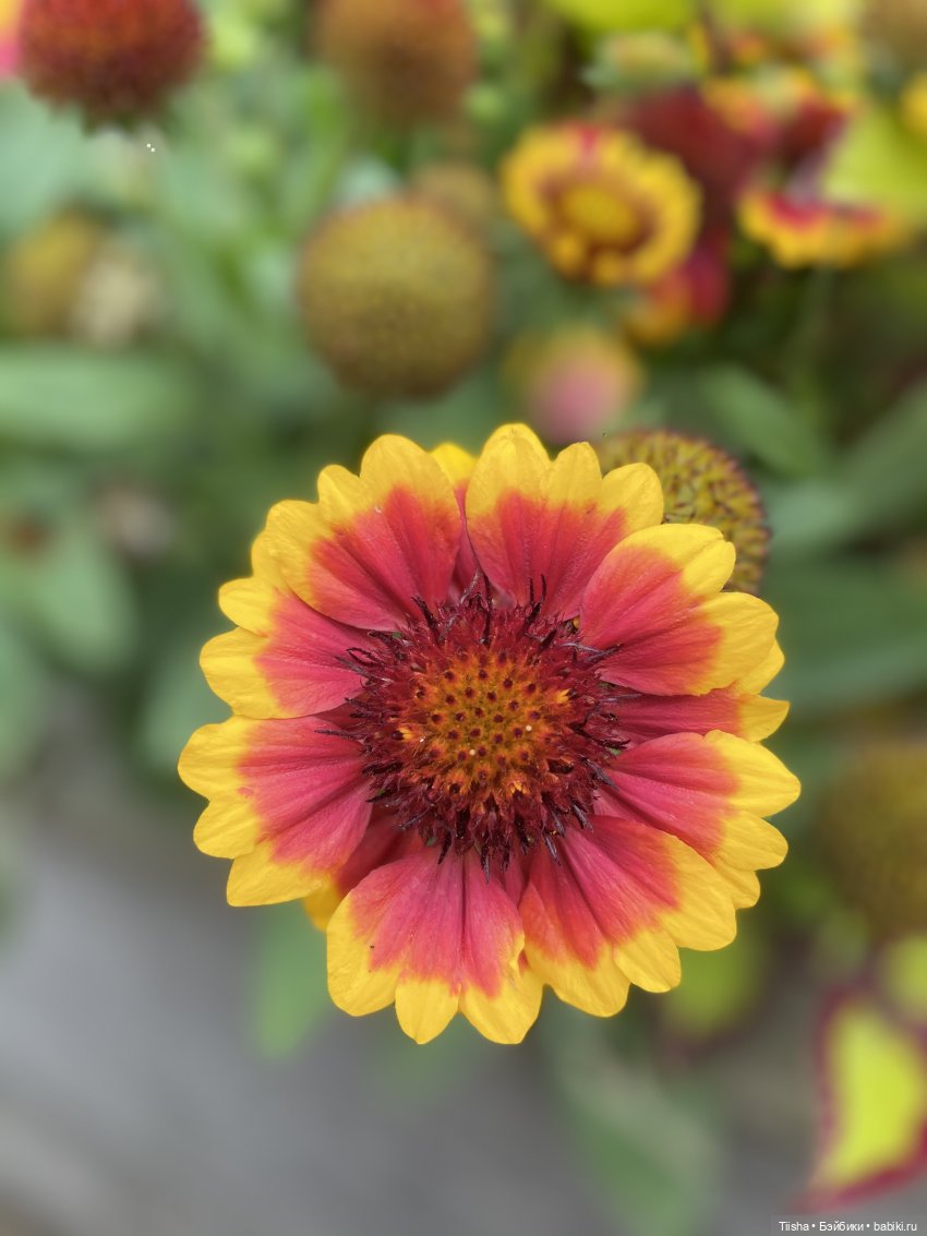 Миша от Ании Щадей и буйство красок в Аптекарском огороде