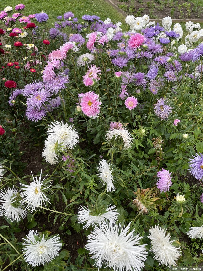 Миша от Ании Щадей и буйство красок в Аптекарском огороде