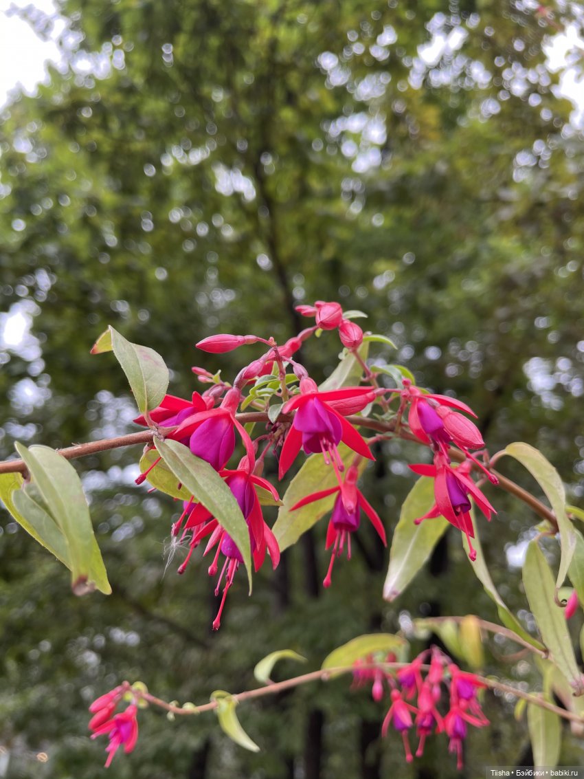 Миша от Ании Щадей и буйство красок в Аптекарском огороде