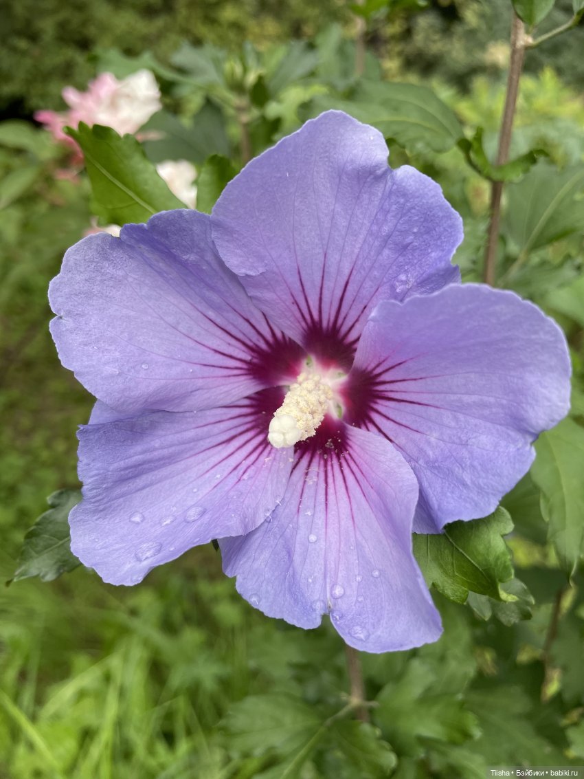 Миша от Ании Щадей и буйство красок в Аптекарском огороде