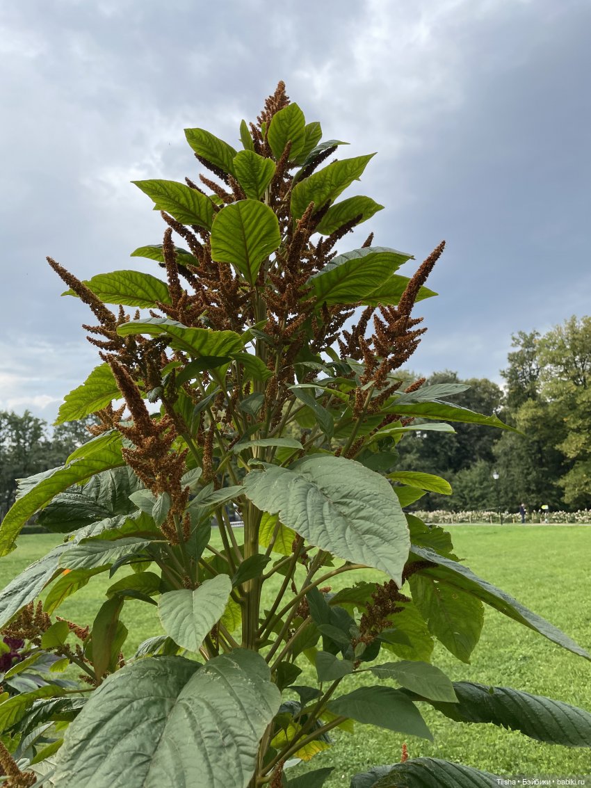 Миша от Ании Щадей и буйство красок в Аптекарском огороде