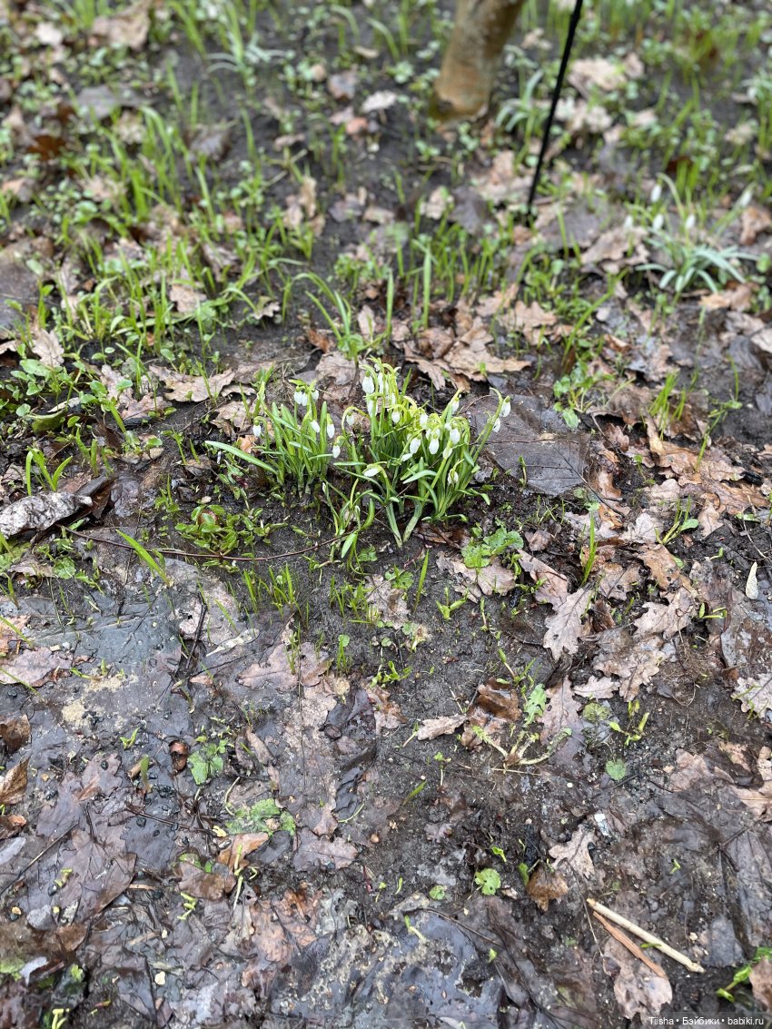 Подснежники, Doremi doll, весна (фото 3)