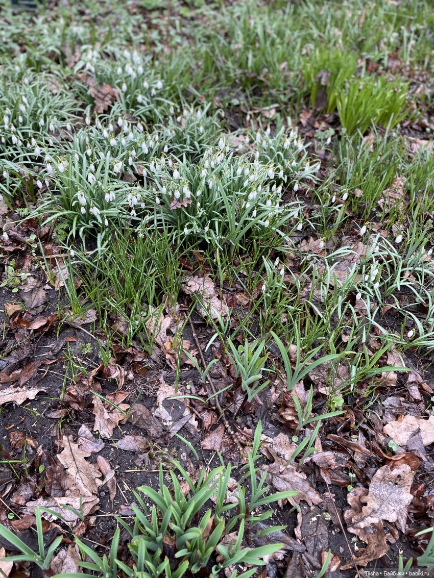 Подснежники, Doremi doll, весна (фото 5)