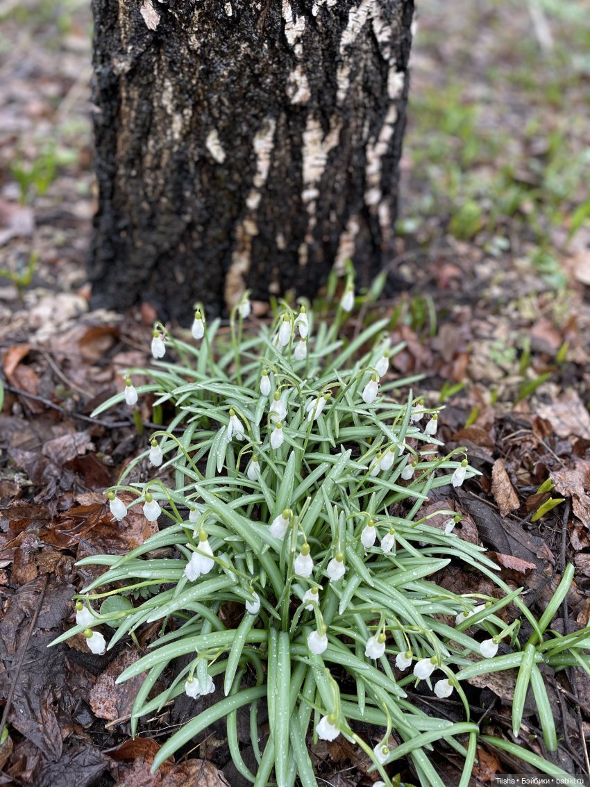 Подснежники, Doremi doll, весна