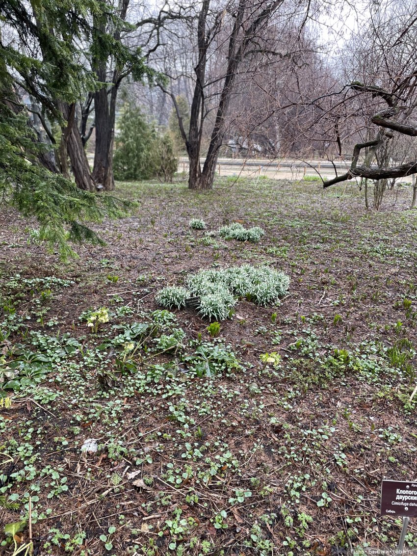 Подснежники, Doremi doll, весна (фото 4)