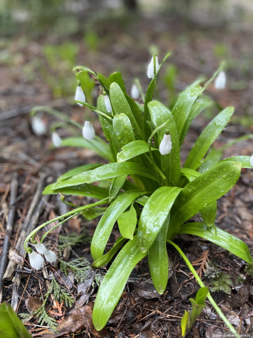 Подснежники, Doremi doll, весна (фото 2)