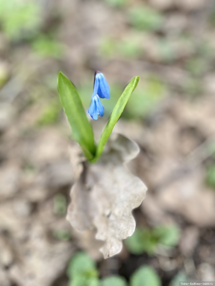 Софи - девочка от Aniyalevini (фото 9)