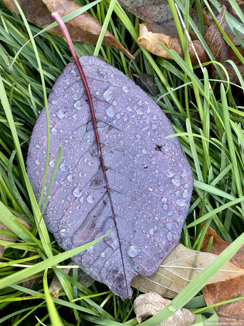 Нима..., пока не закончилась осень