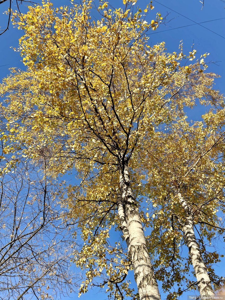 Нима..., пока не закончилась осень