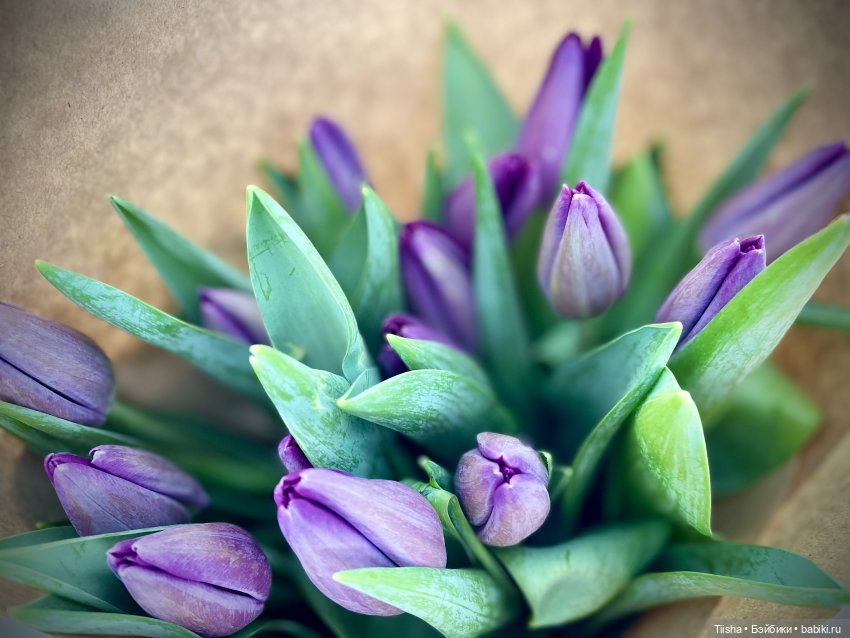 С Праздником 8 Марта (Irrealdoll Enoki)